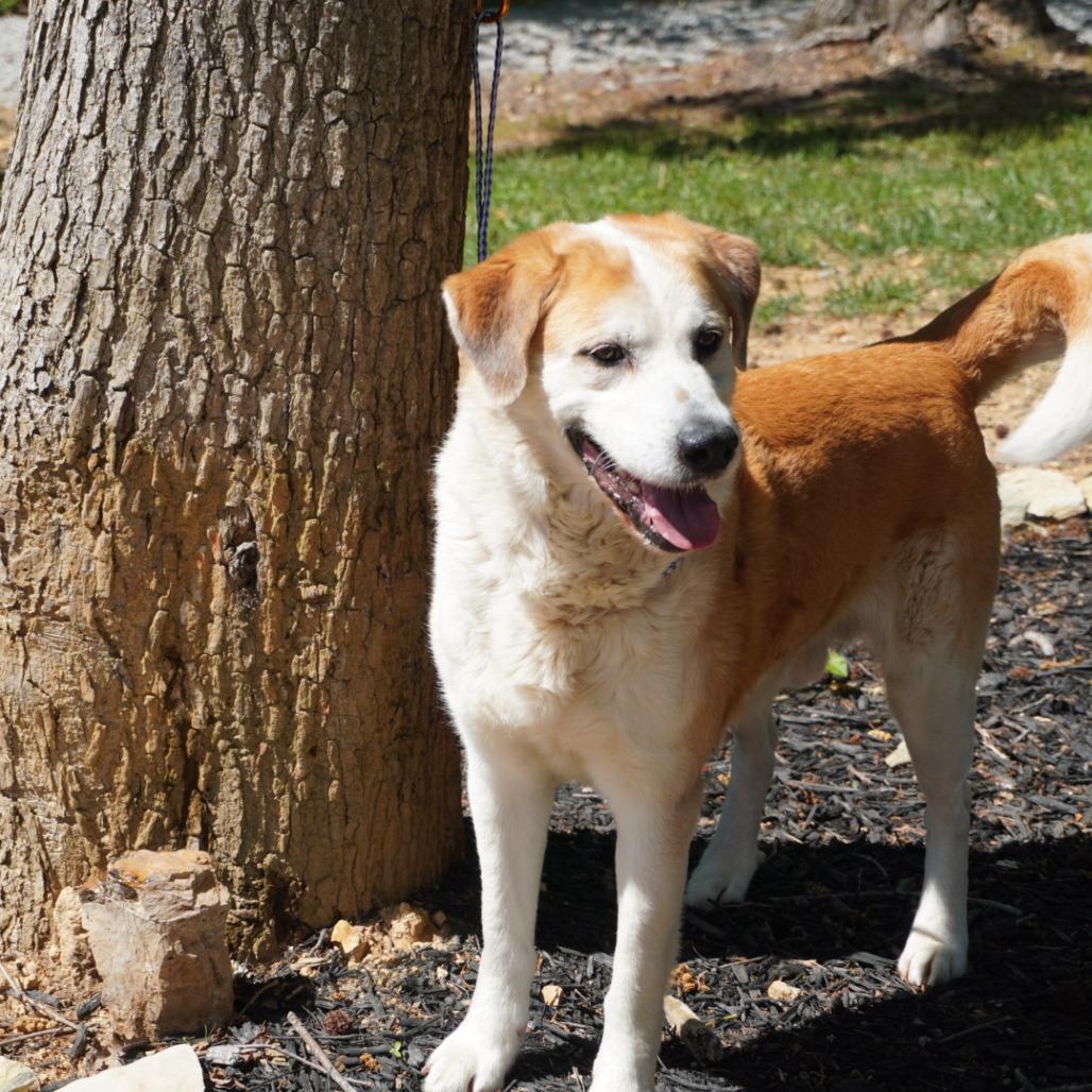 Enlarge Hank, a Adoptable mixed breed in Evensville, TN image 1/4