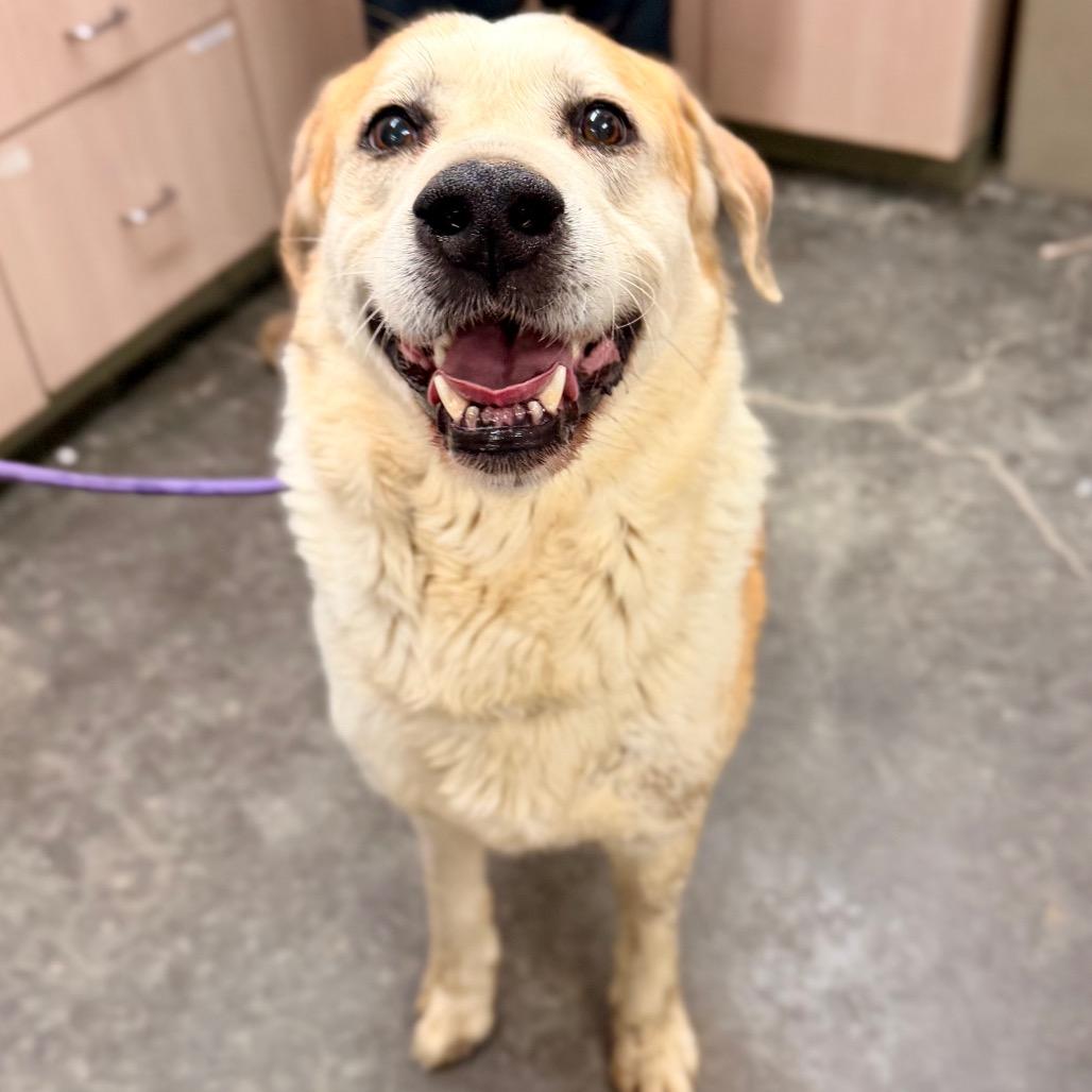 Enlarge Hank, a Adoptable mixed breed in Evensville, TN image 1/2