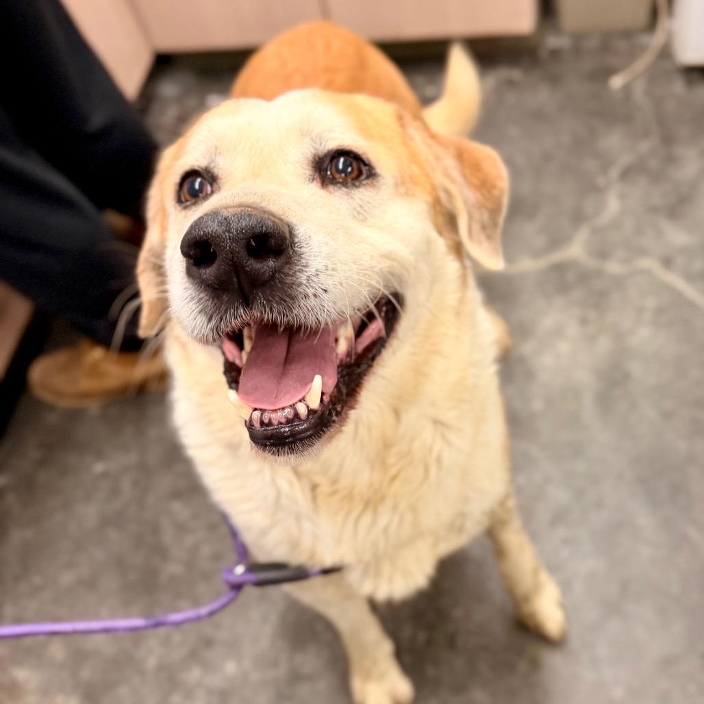 Enlarge Hank, a Adoptable mixed breed in Evensville, TN image 2/2