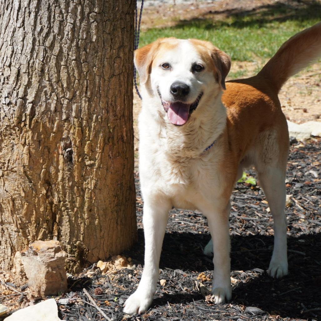 Enlarge Hank, a Adoptable mixed breed in Evensville, TN image 4/4