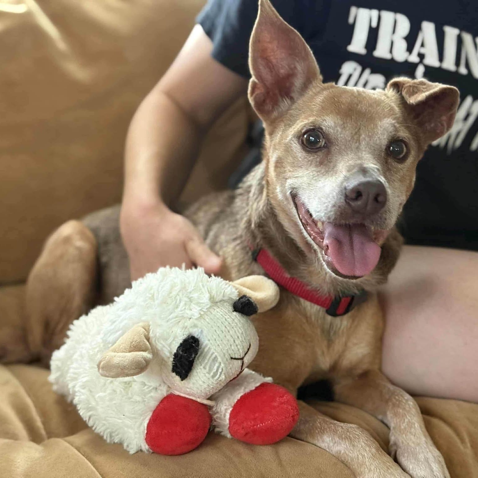 Snow Brite - The Playful Lap Dog — thumbnail 2