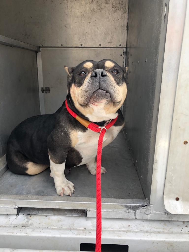 Loulou, Adopted, Adult Female Pit Bull Terrier.