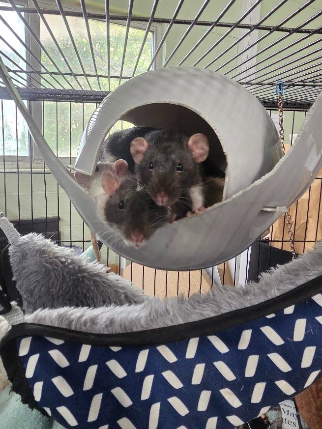 Fruit Punch, Adoptable, Baby Female Rat.