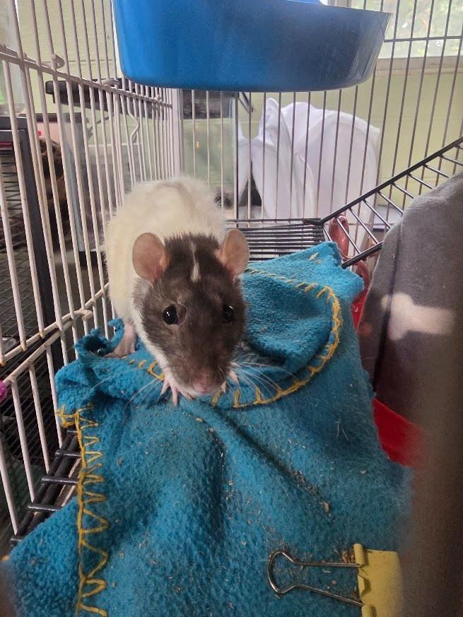 Enlarge Fruit Punch, a Adoptable Rat in CRYSTAL LAKE, IL image 3/3