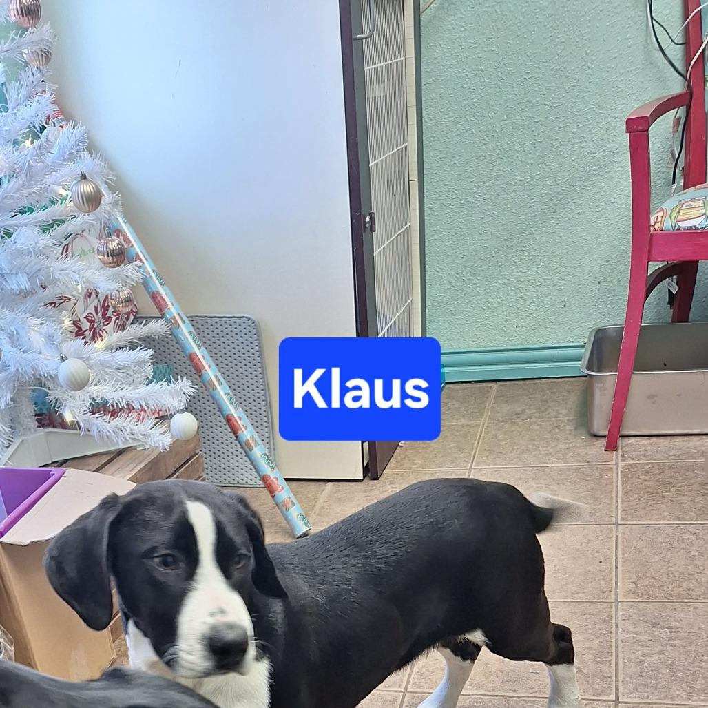 Klaus, Adoptable, Puppy Male Treeing Walker Coonhound & Labrador Retriever.