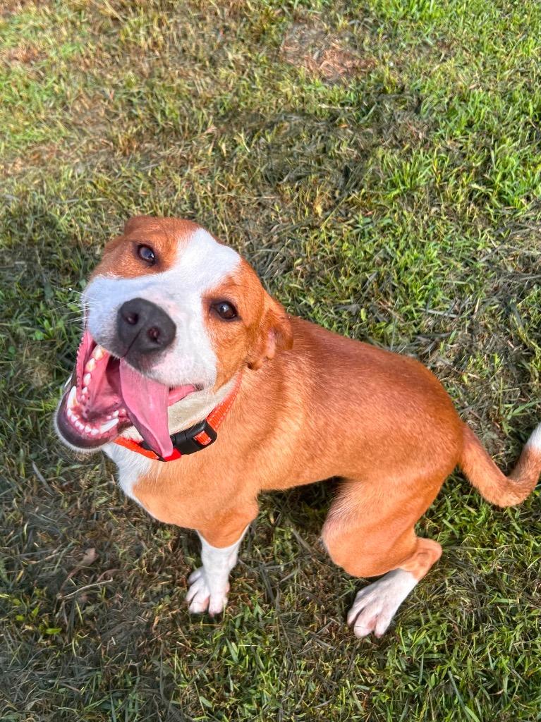 Toto, Adopted, Young Male Border Collie & Australian Cattle Dog / Blue Heeler.