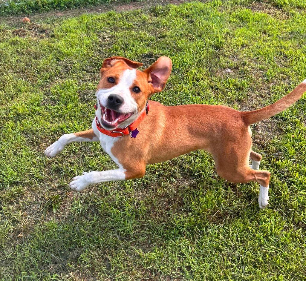 Toto, a Adoptable mixed breed in Spooner, WI image 1/4