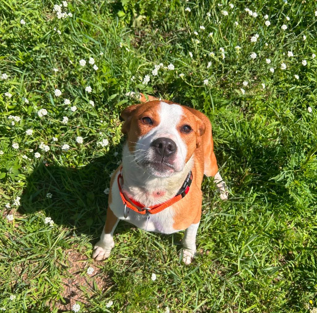 Toto, a Adoptable mixed breed in Spooner, WI image 3/4