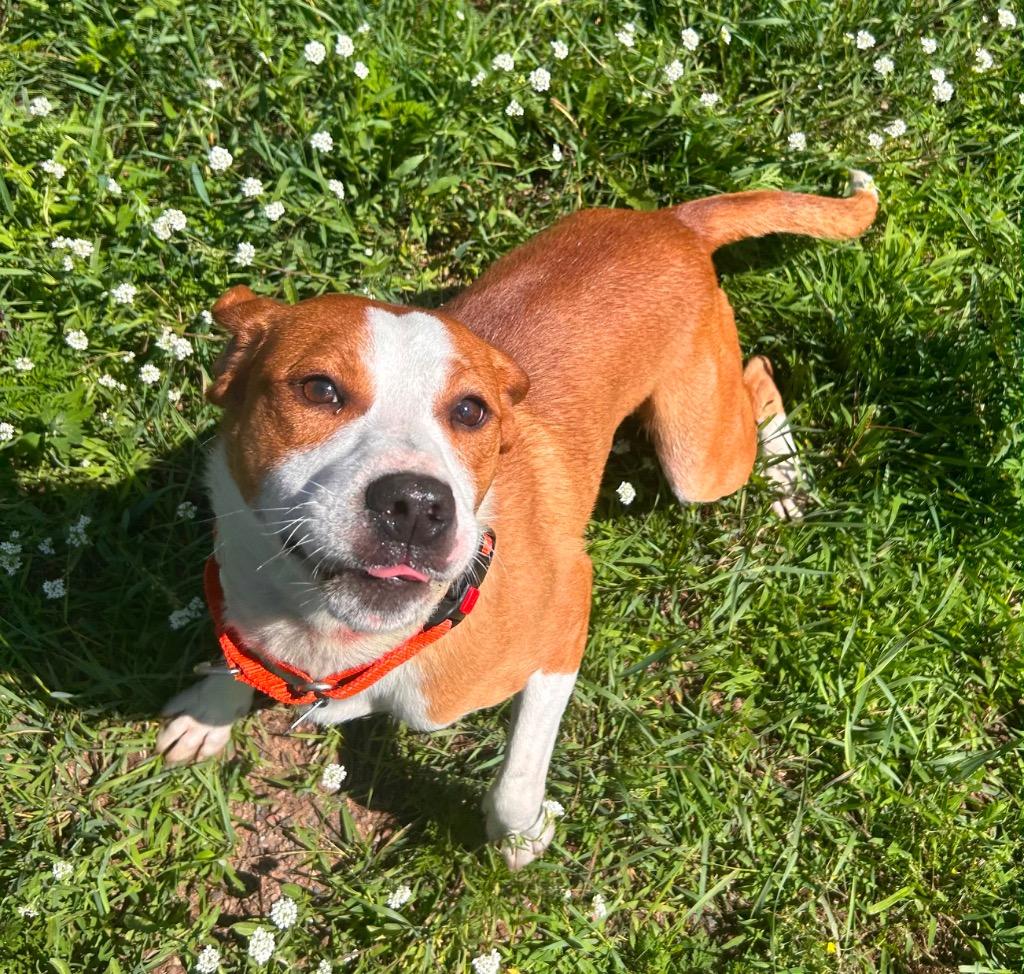 Toto, a Adoptable mixed breed in Spooner, WI image 4/4