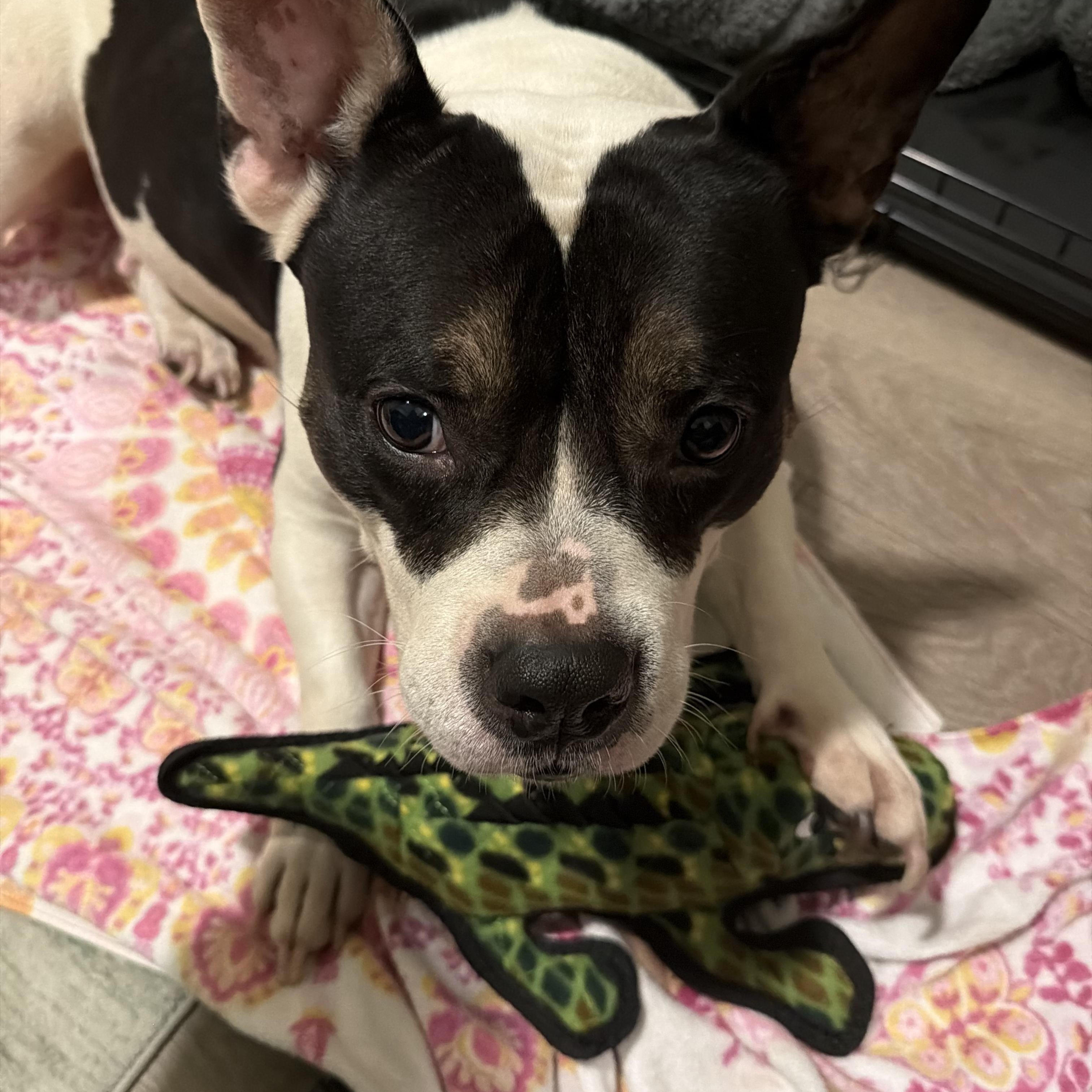 Enlarge Magnolia, a ADOPTABLE mixed breed in Tampa, FL image 2/6