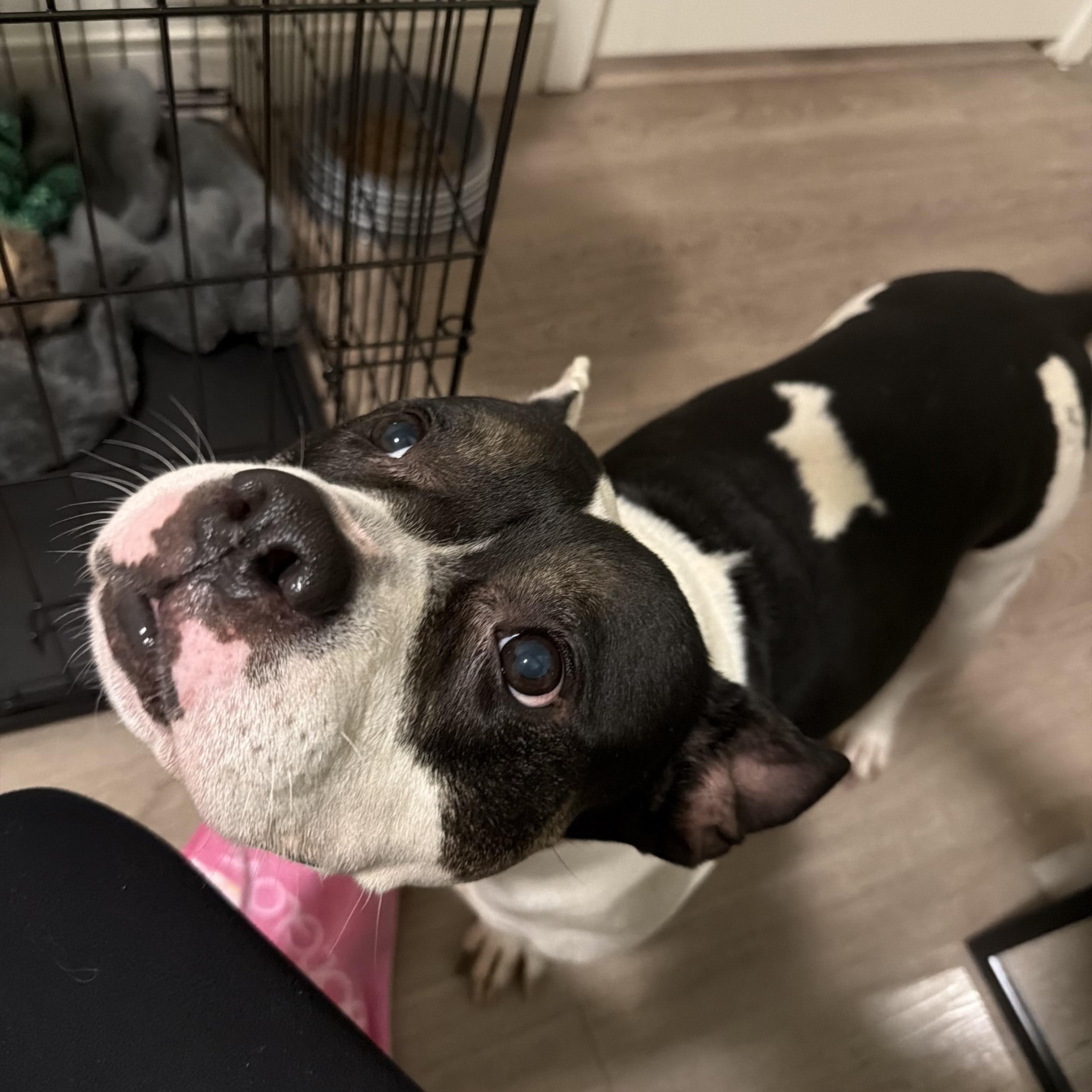 Enlarge Magnolia, a ADOPTABLE mixed breed in Tampa, FL image 3/6