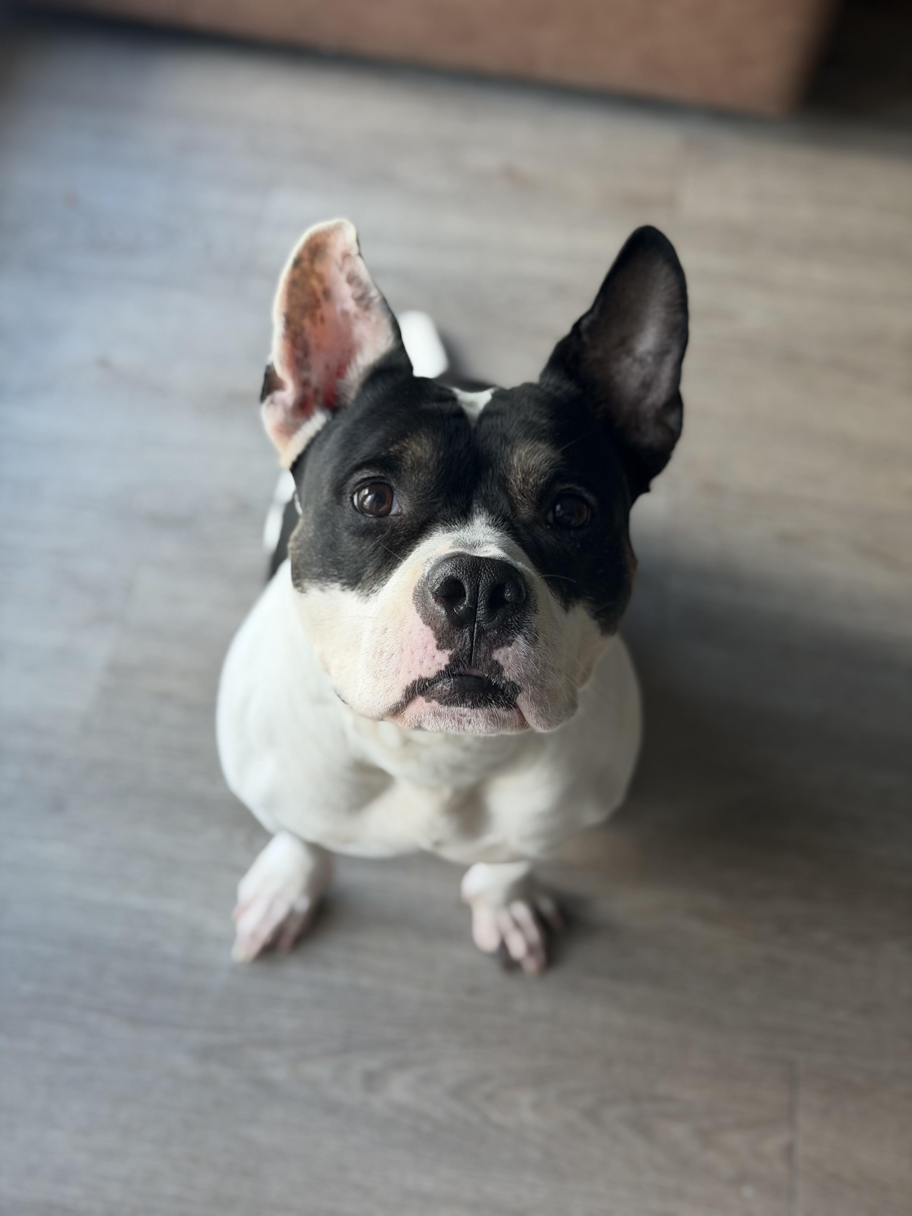 Enlarge Magnolia, a ADOPTABLE mixed breed in Tampa, FL image 6/6