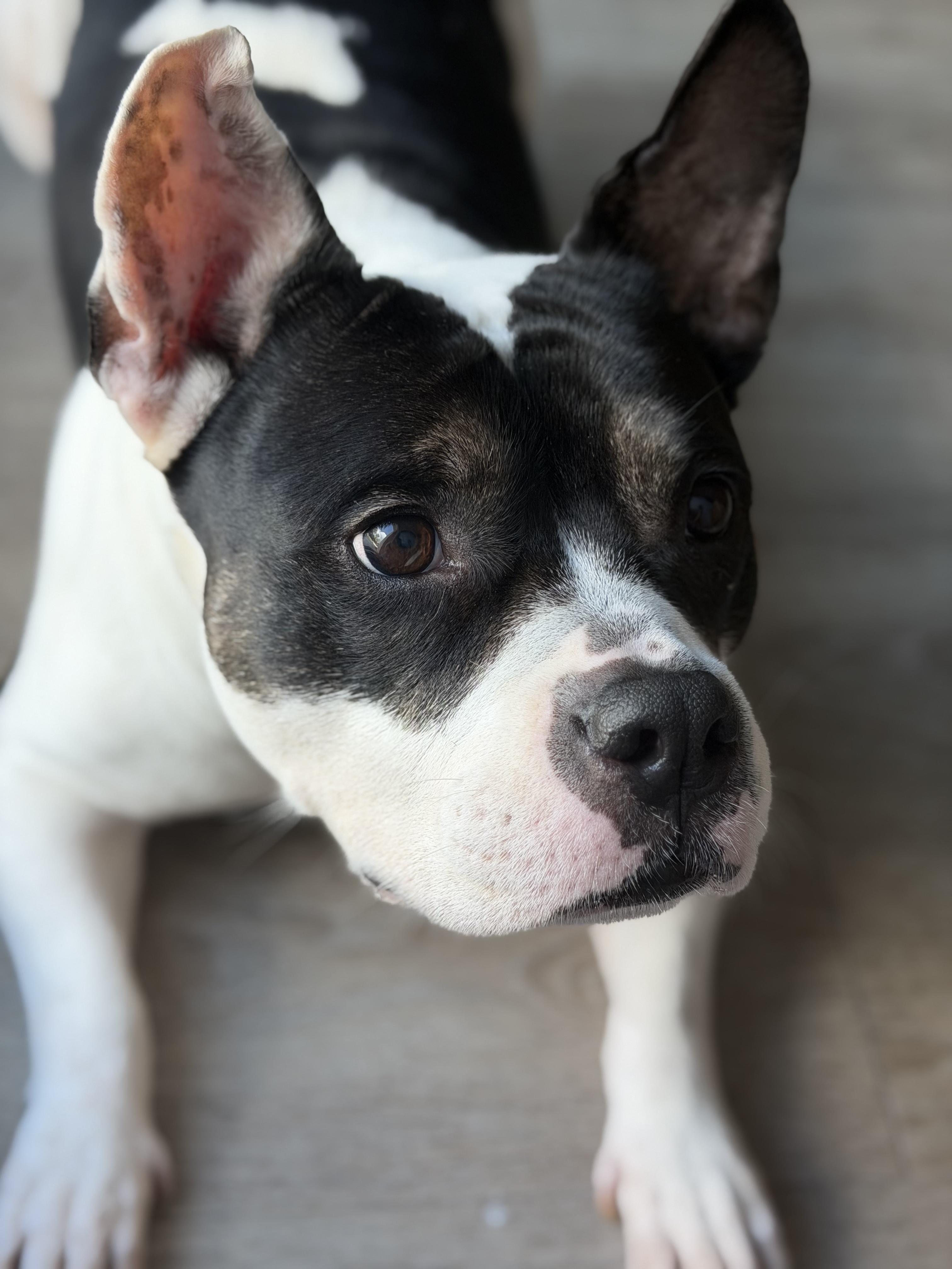 Enlarge Magnolia, a ADOPTABLE mixed breed in Tampa, FL image 4/6