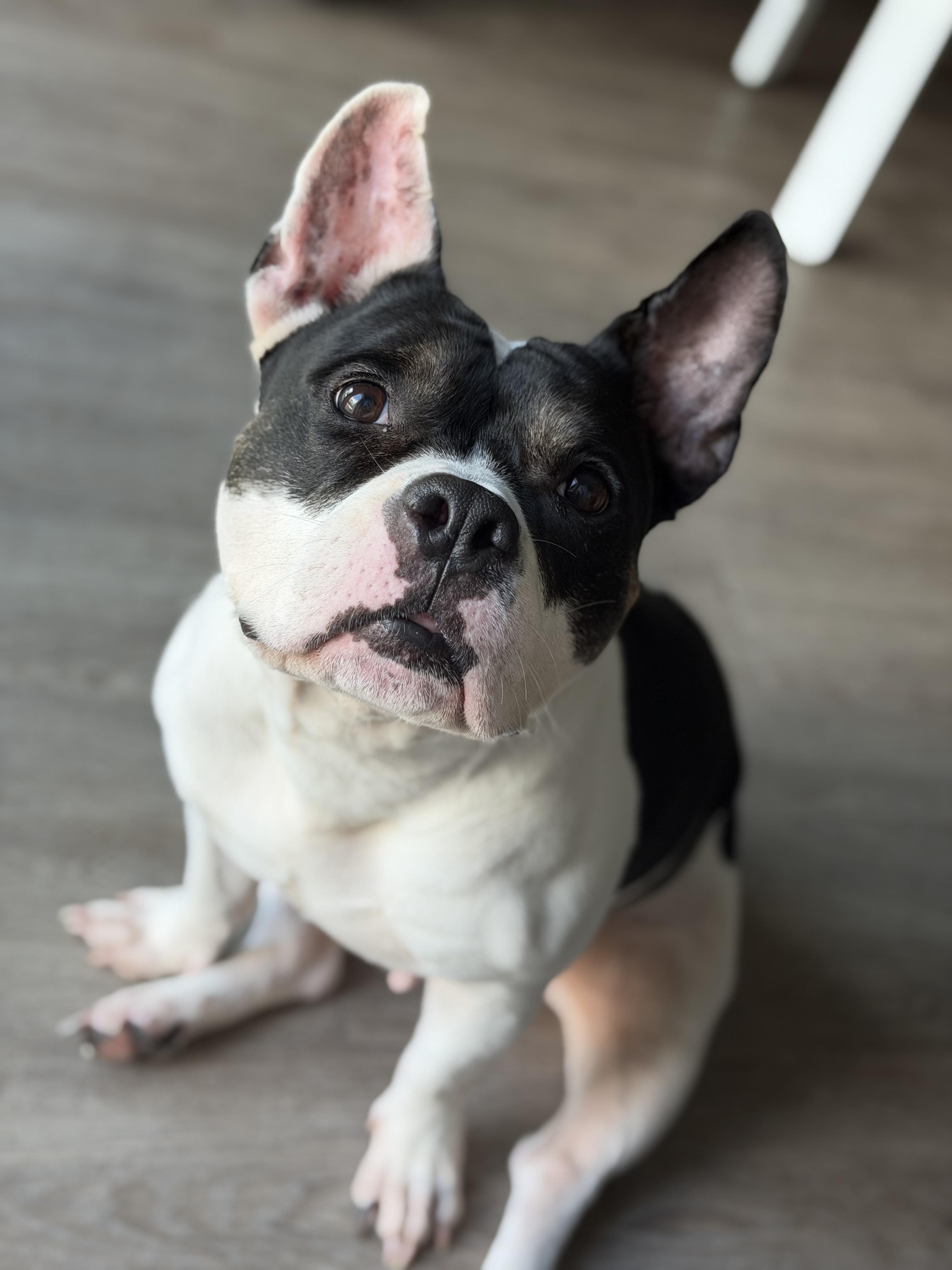 Enlarge Magnolia, a ADOPTABLE mixed breed in Tampa, FL image 1/6