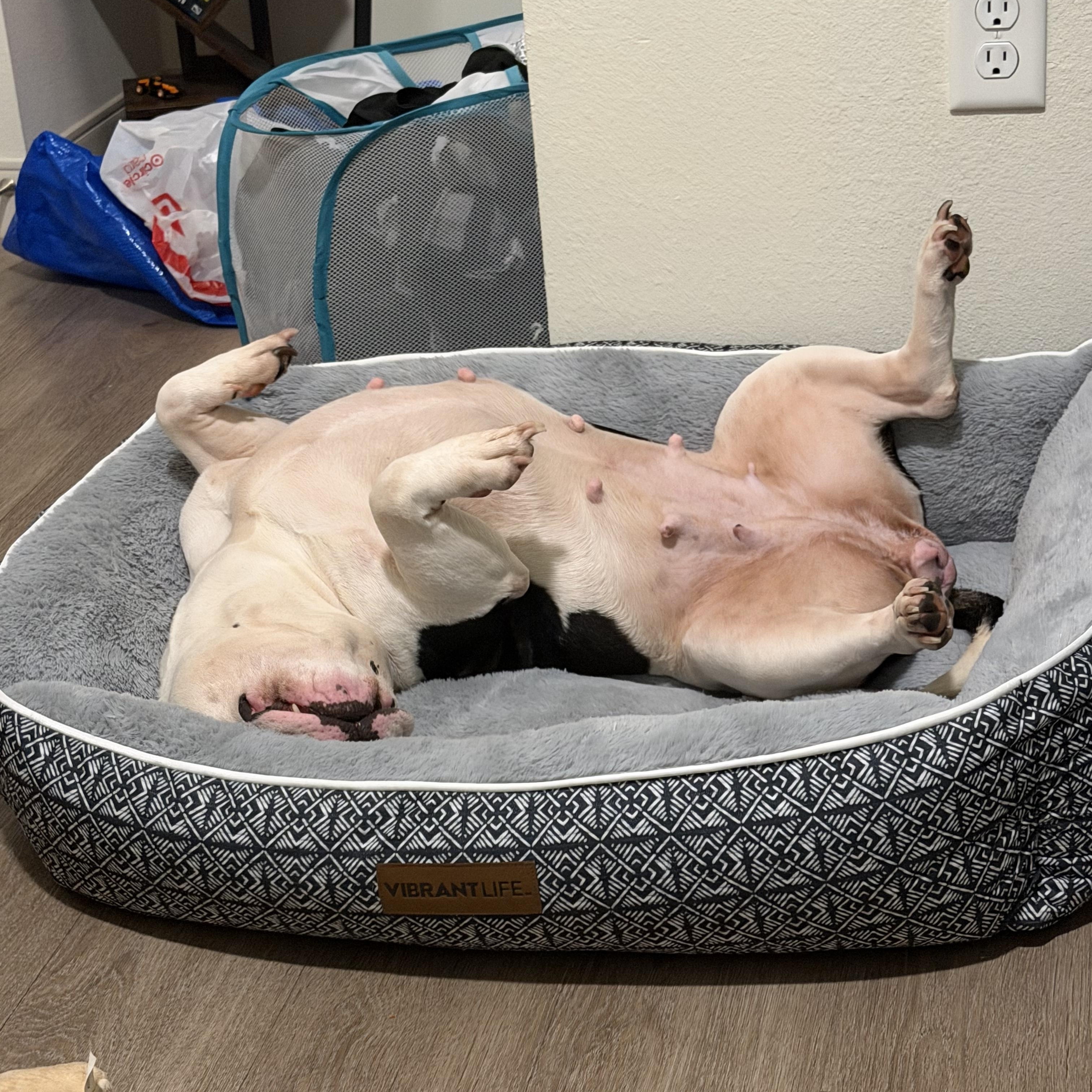 Enlarge Magnolia, a ADOPTABLE mixed breed in Tampa, FL image 5/6