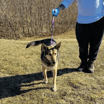 Jasmine, Adoptable, Adult Female Shepherd.