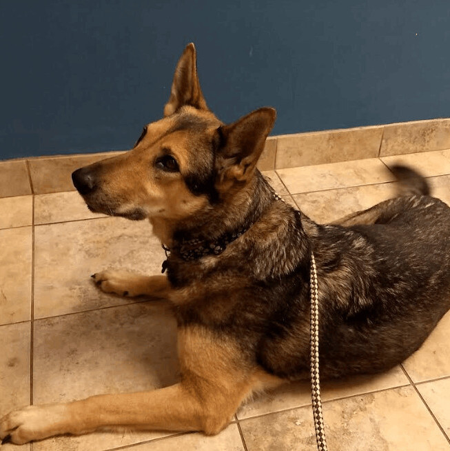 Enlarge Jasmine, a Adoptable mixed breed in Barrington Hills, IL image 2/13