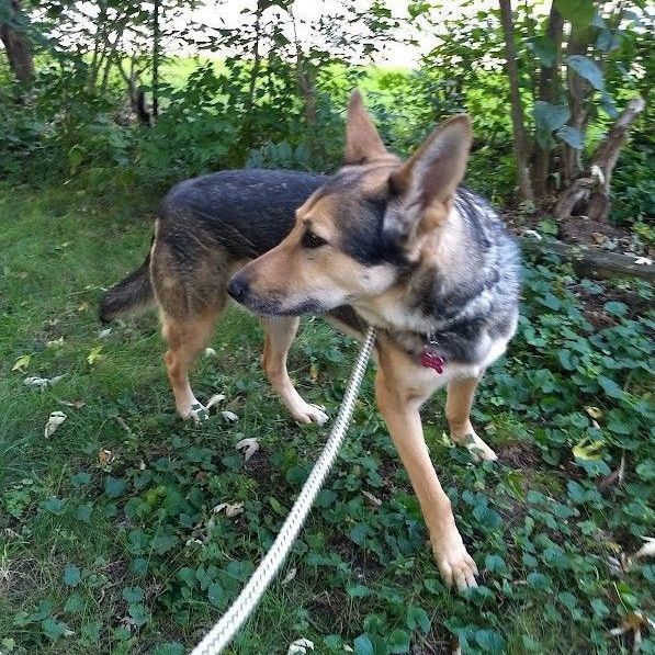 Enlarge Jasmine, a Adoptable mixed breed in Barrington Hills, IL image 3/13
