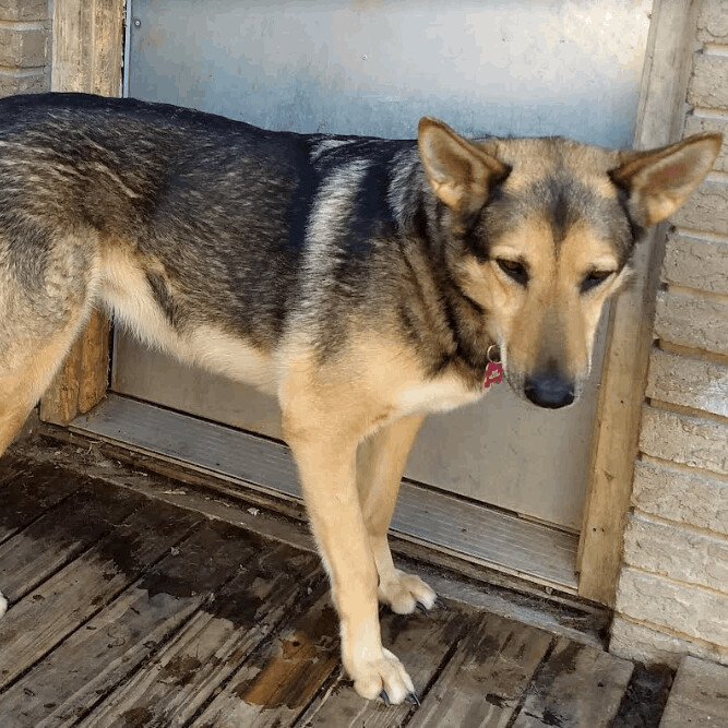 Enlarge Jasmine, a Adoptable mixed breed in Barrington Hills, IL image 4/13