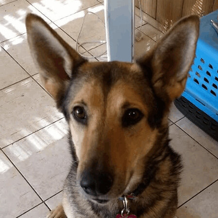 Enlarge Jasmine, a Adoptable mixed breed in Barrington Hills, IL image 5/13