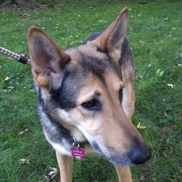 Enlarge Jasmine, a Adoptable mixed breed in Barrington Hills, IL image 6/13