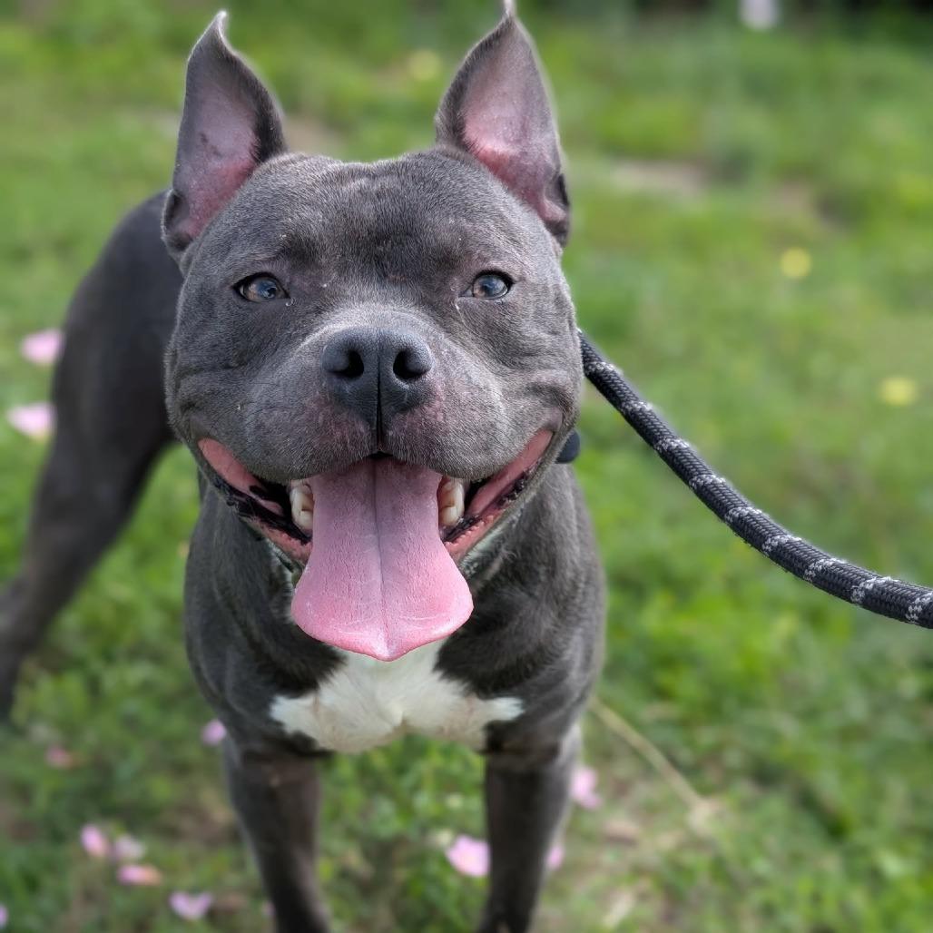 Tobias, Adoptable, Adult Male Mixed Breed & Mixed Breed.