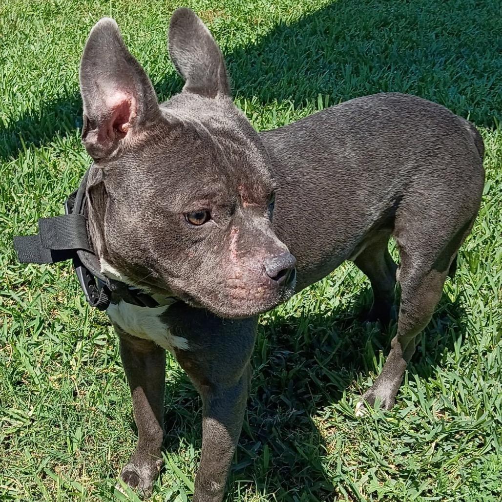 Enlarge Tobias, a Adoptable mixed breed in Dickinson, TX image 2/6