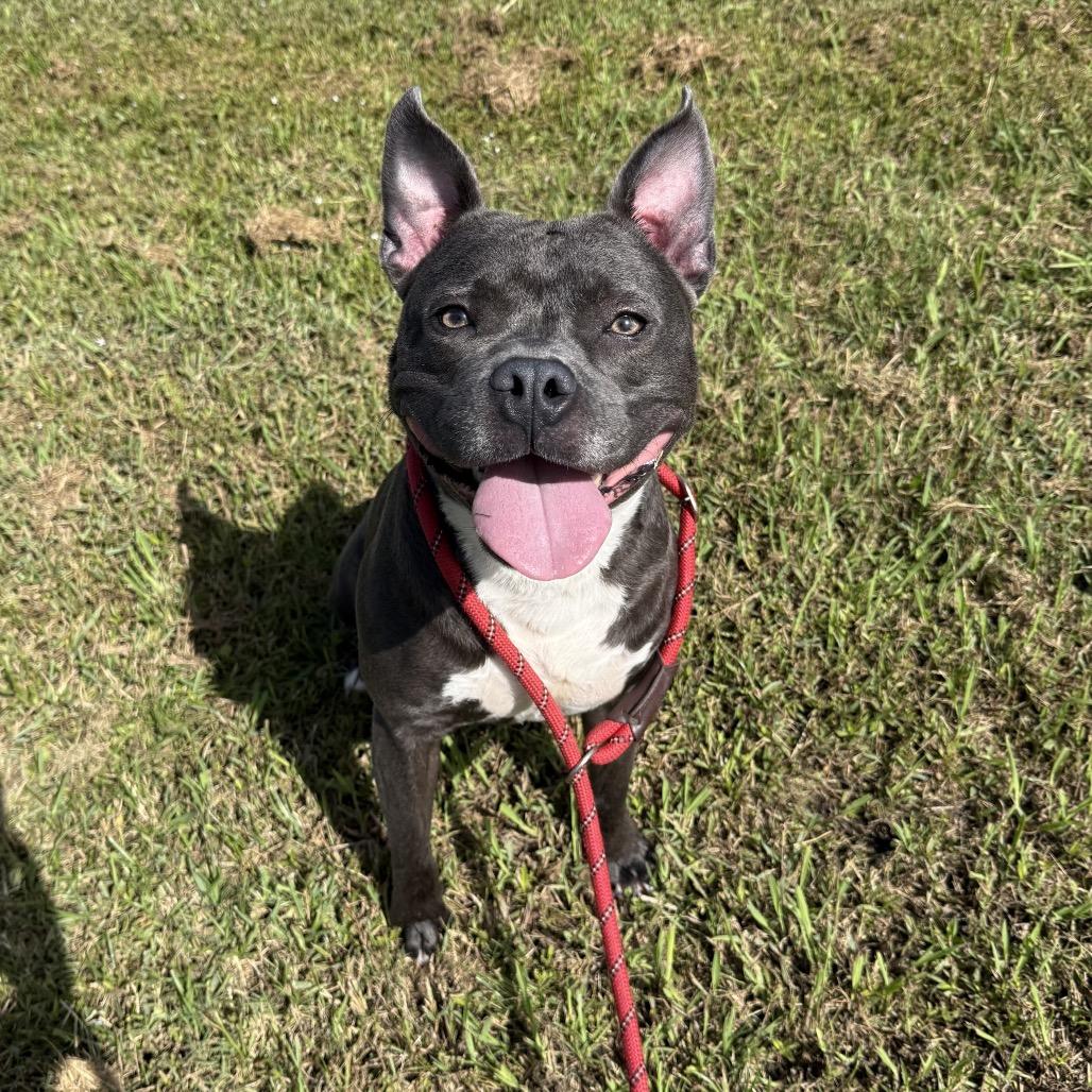 Enlarge Tobias, a Adoptable mixed breed in Dickinson, TX image 3/6