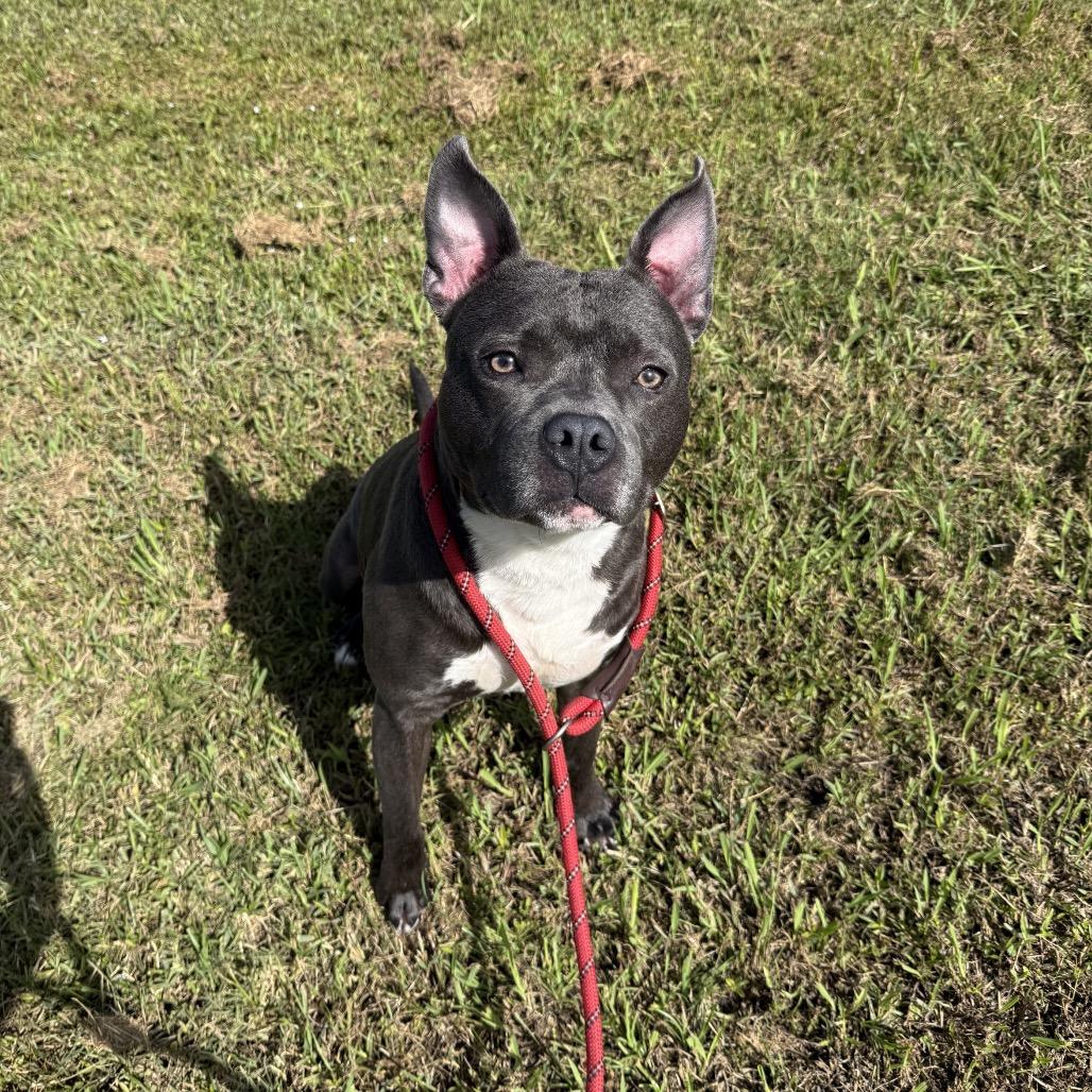 Enlarge Tobias, a Adoptable mixed breed in Dickinson, TX image 4/6