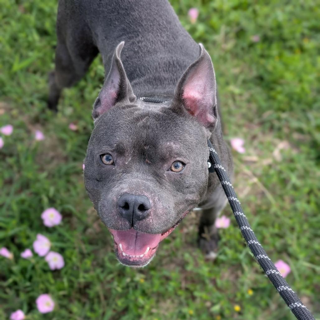 Enlarge Tobias, a Adoptable mixed breed in Dickinson, TX image 5/6