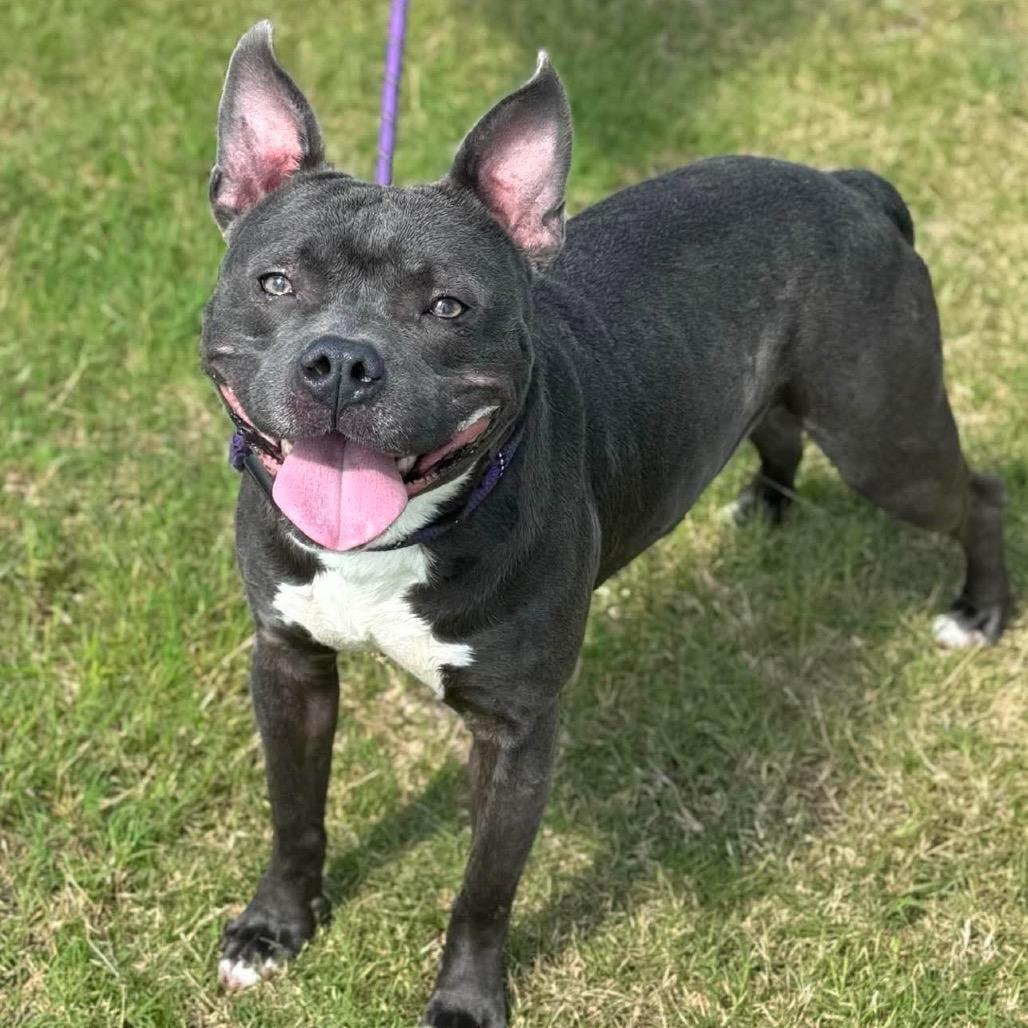 Enlarge Tobias, a Adoptable mixed breed in Dickinson, TX image 6/6