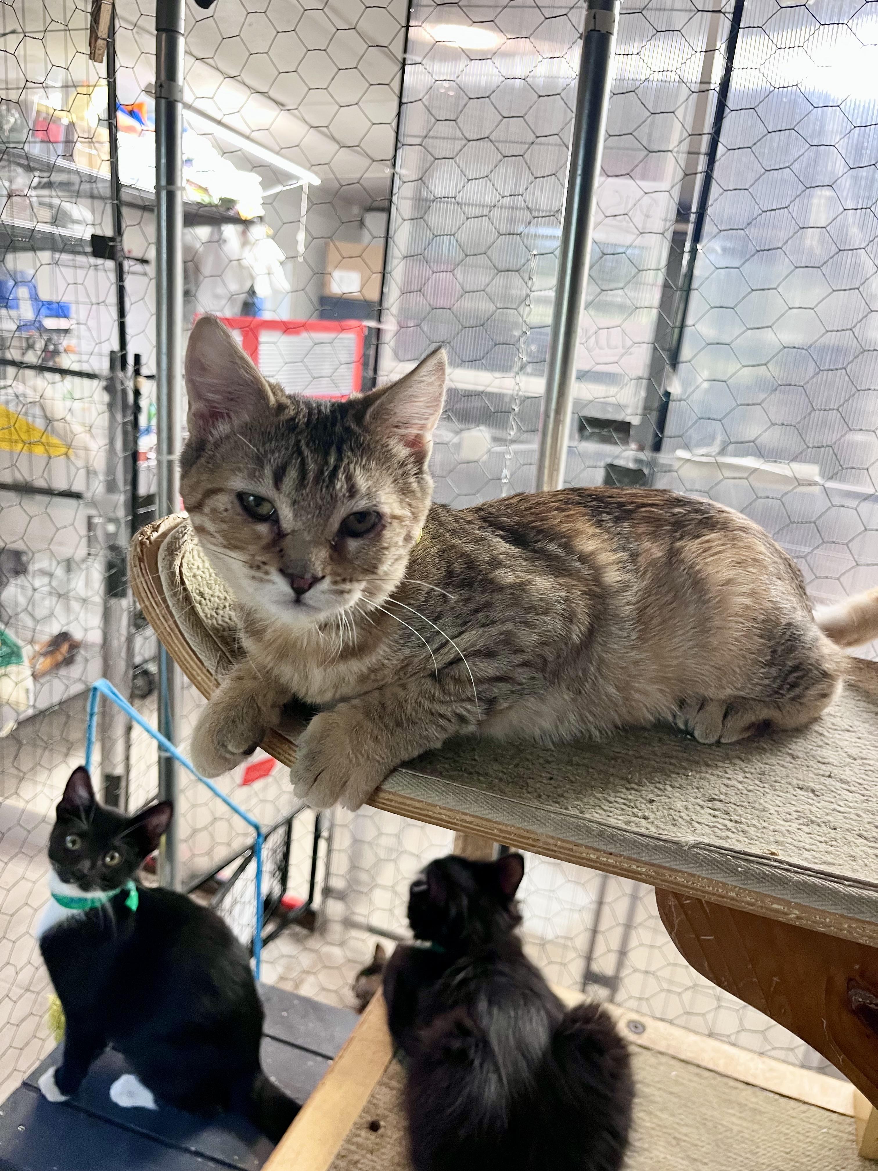 Pretzel, Adoptable, Kitten Female Domestic Short Hair.