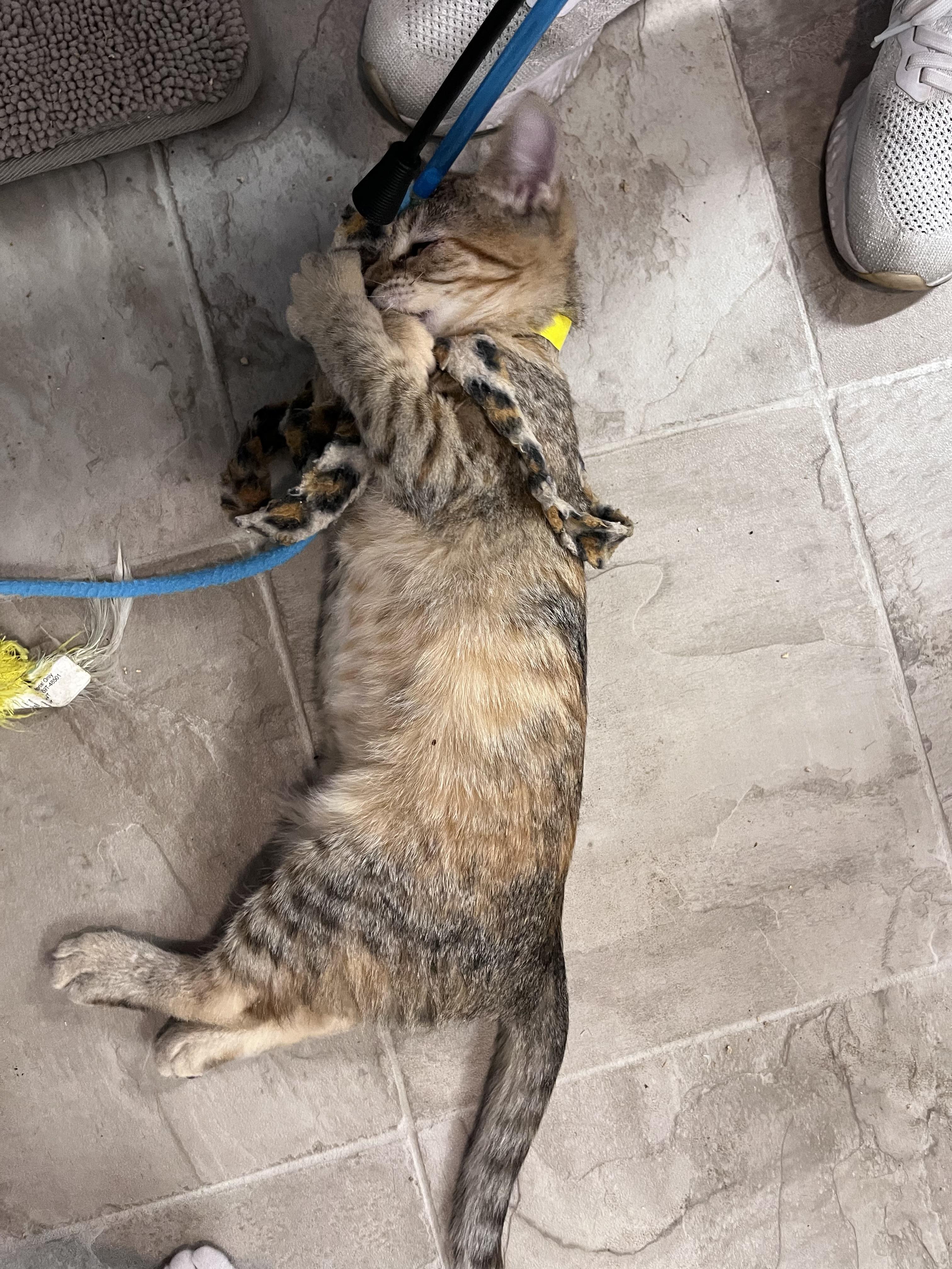 Enlarge Pretzel, a Adoptable Domestic Short Hair in Eugene, OR image 2/2