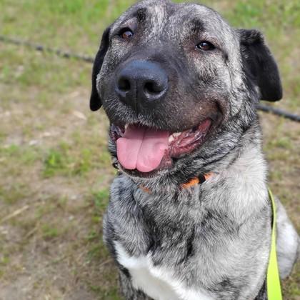 Bella, Adoptable, Young Female Mixed Breed & Mixed Breed.