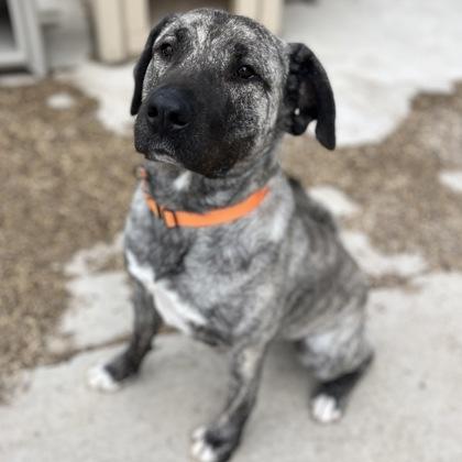 Enlarge Bella, a Adoptable mixed breed in Janesville, WI image 2/3