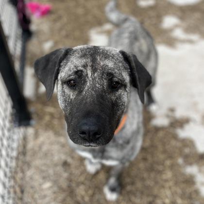Enlarge Bella, a Adoptable mixed breed in Janesville, WI image 3/3
