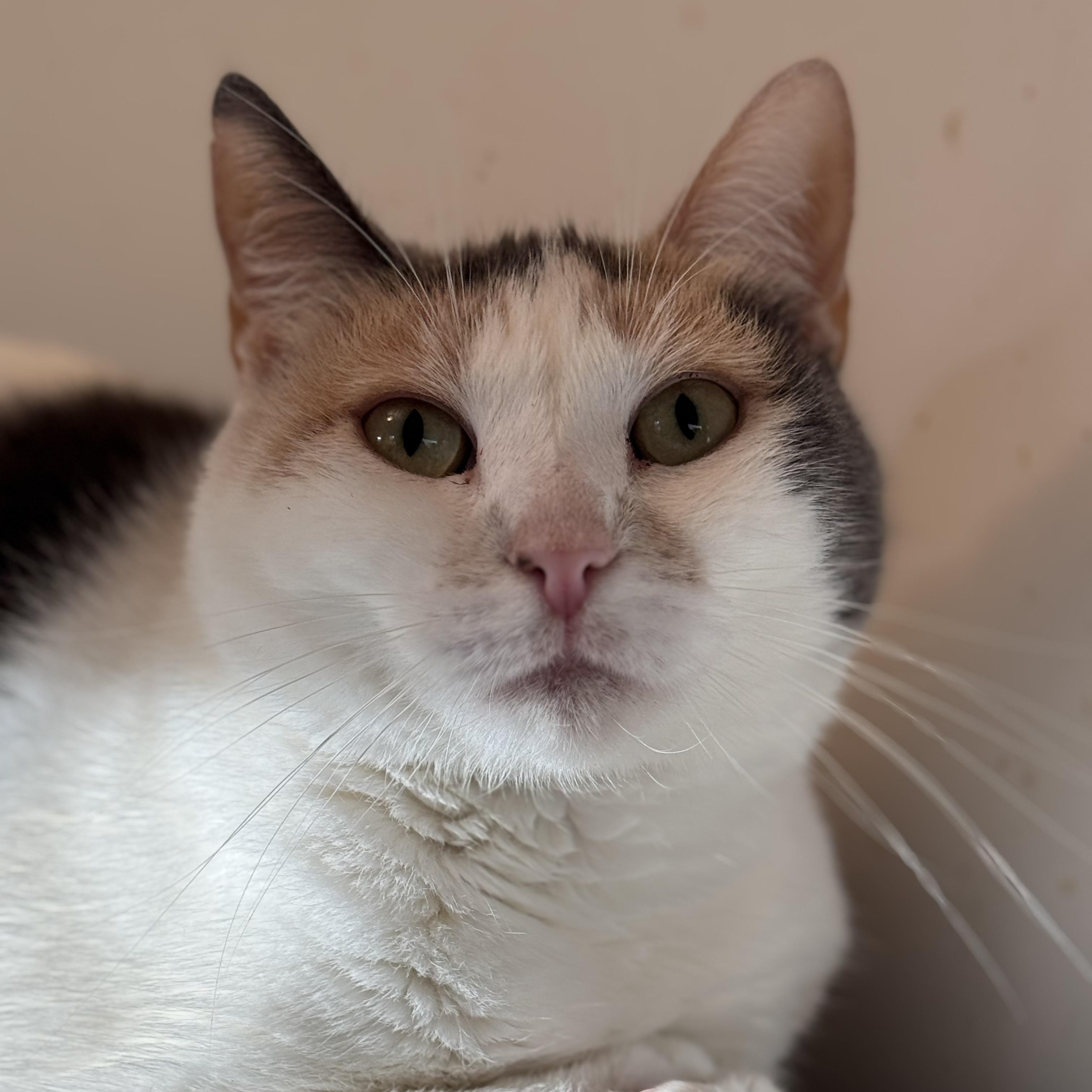 Enlarge Mama, a Adoptable Domestic Short Hair in Ridgefield, CT image 2/5