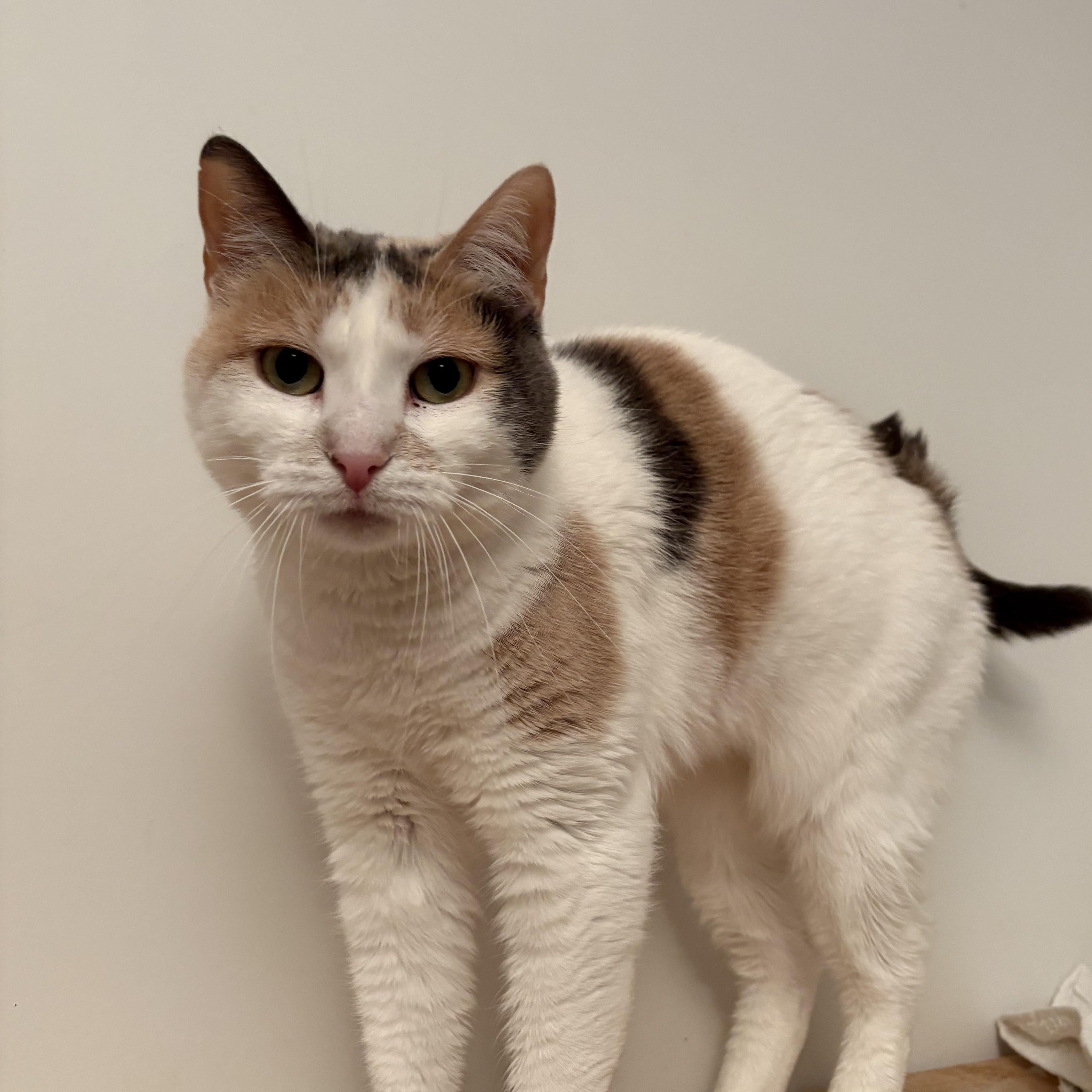 Enlarge Mama, a Adoptable Domestic Short Hair in Ridgefield, CT image 1/6