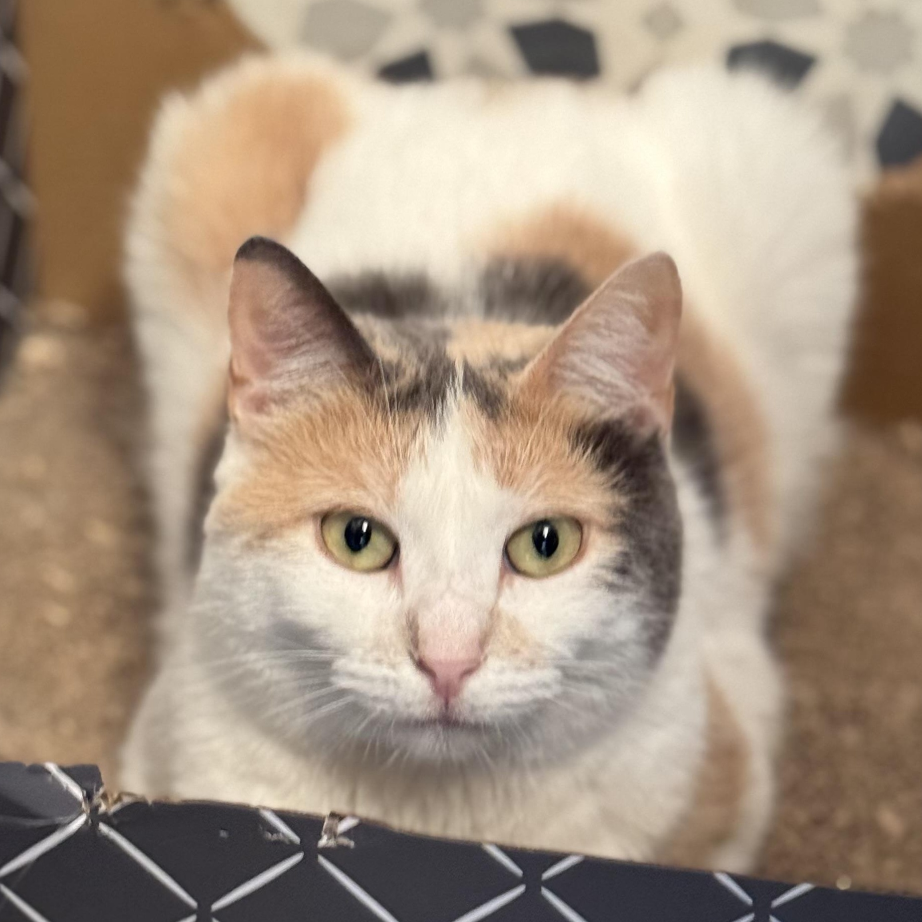 Mama, Adoptable, Young Female Domestic Short Hair.