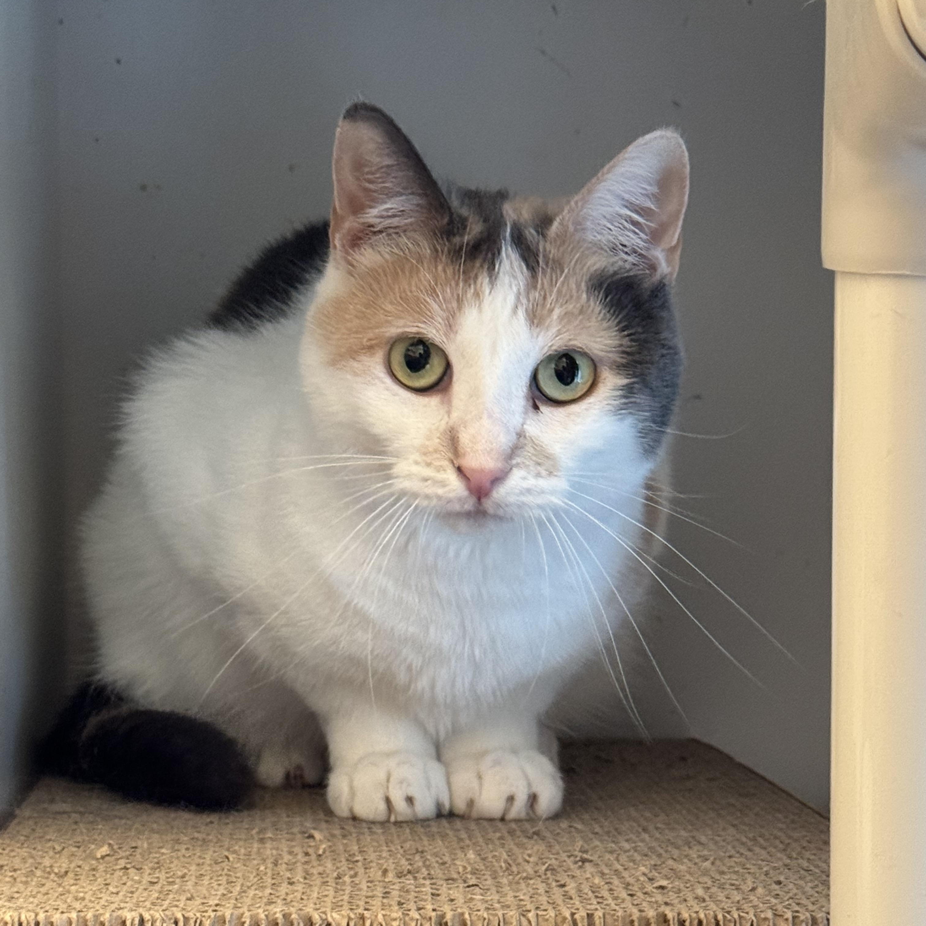 Enlarge Mama, a Adoptable Domestic Short Hair in Ridgefield, CT image 5/5