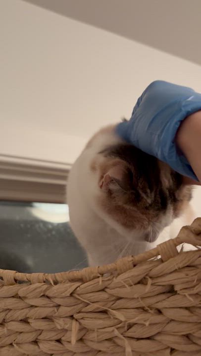 Enlarge Mama, a Adoptable Domestic Short Hair in Ridgefield, CT video 3/5