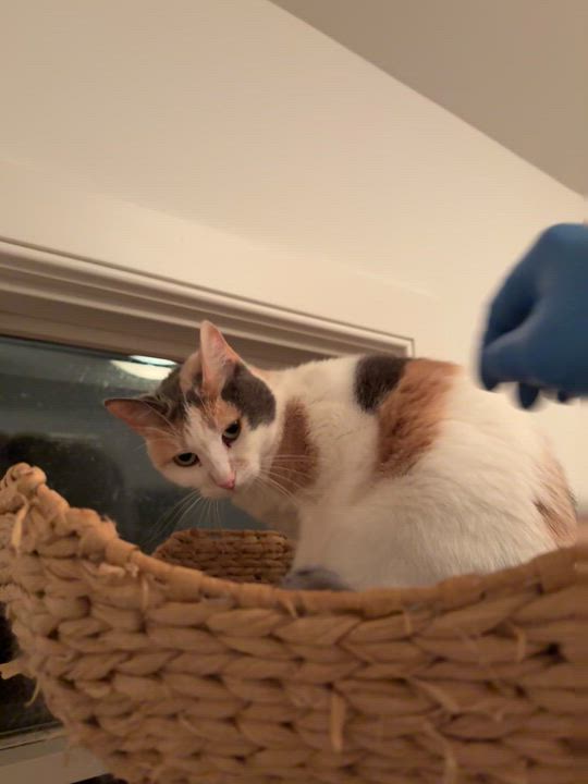 Enlarge Mama, a Adoptable Domestic Short Hair in Ridgefield, CT video 4/5