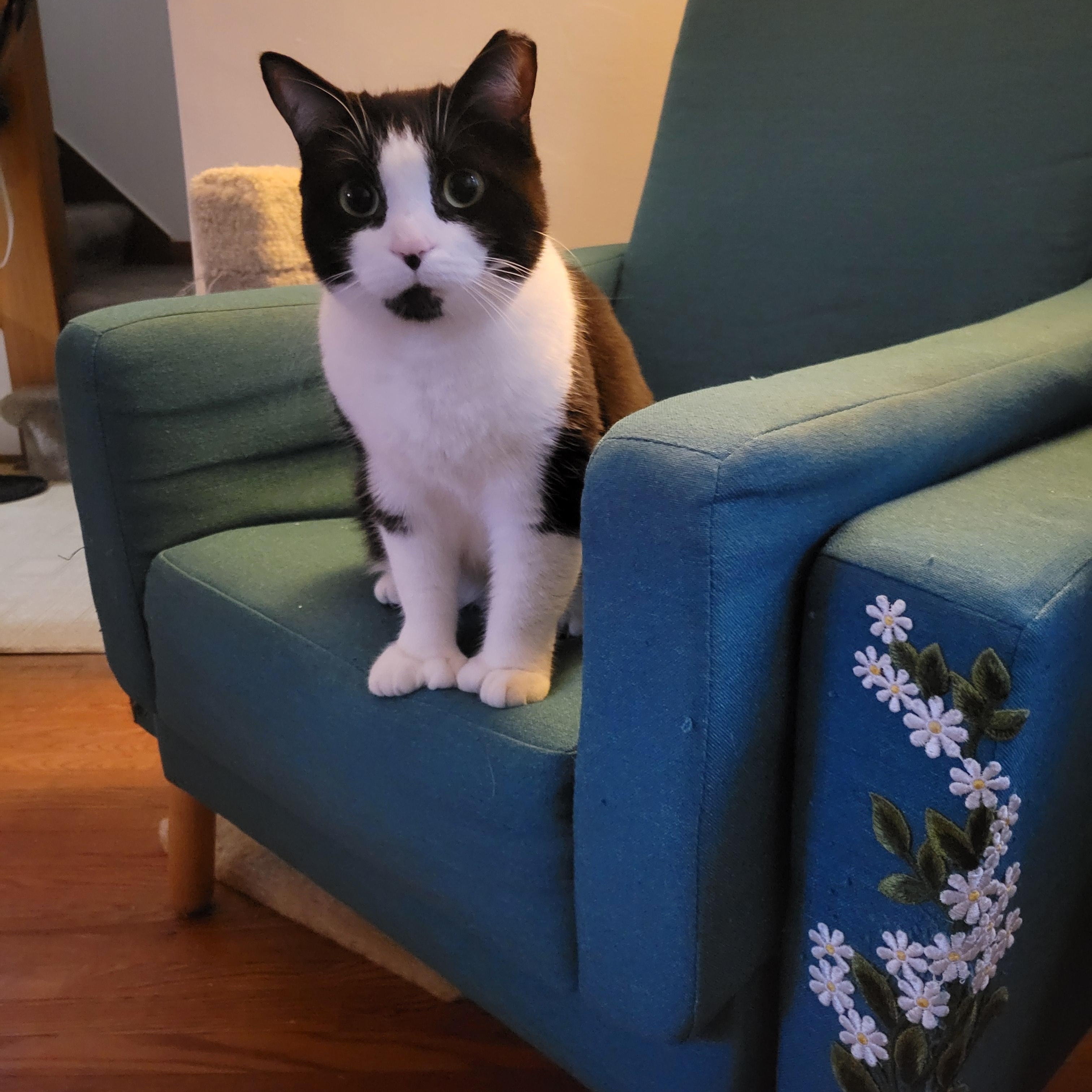 Enlarge Francesca Fingers, a ADOPTABLE Domestic Short Hair in Toronto, ON image 5/6