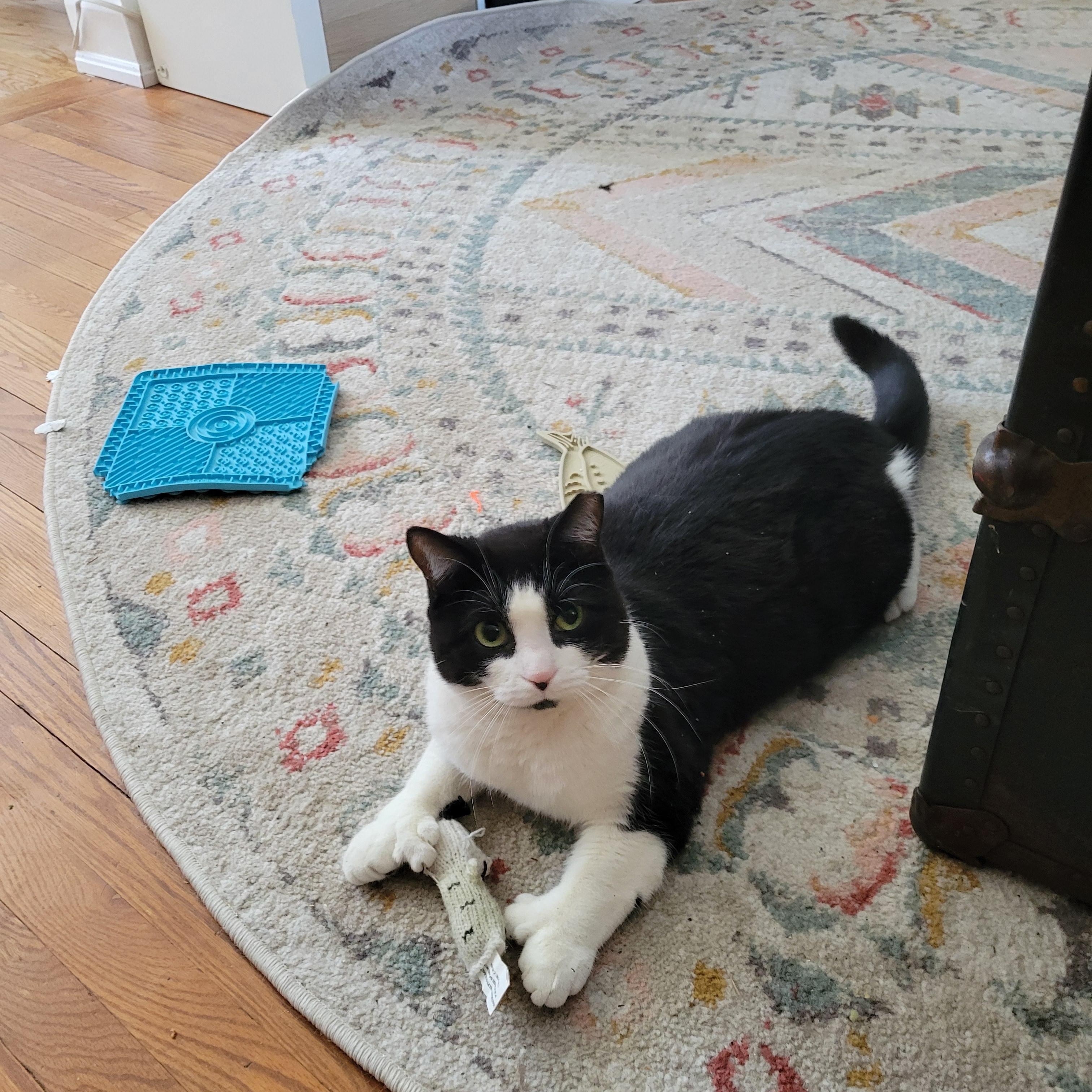 Enlarge Francesca Fingers, a ADOPTABLE Domestic Short Hair in Toronto, ON image 3/6