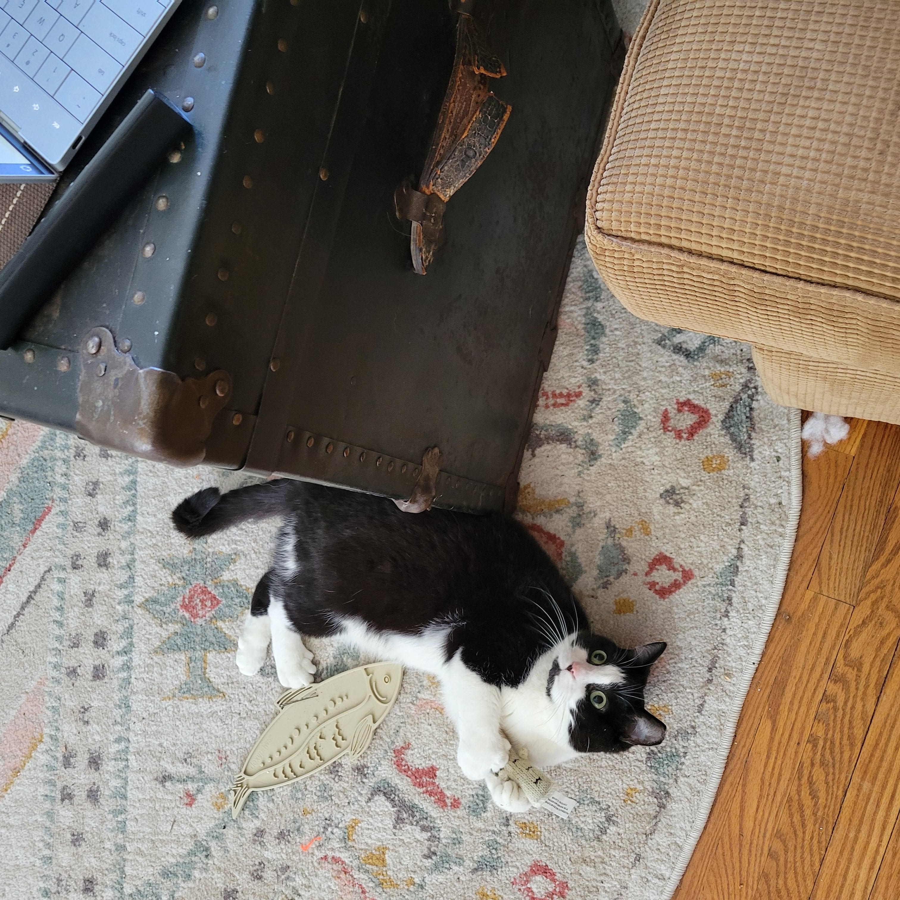 Enlarge Francesca Fingers, a ADOPTABLE Domestic Short Hair in Toronto, ON image 4/6