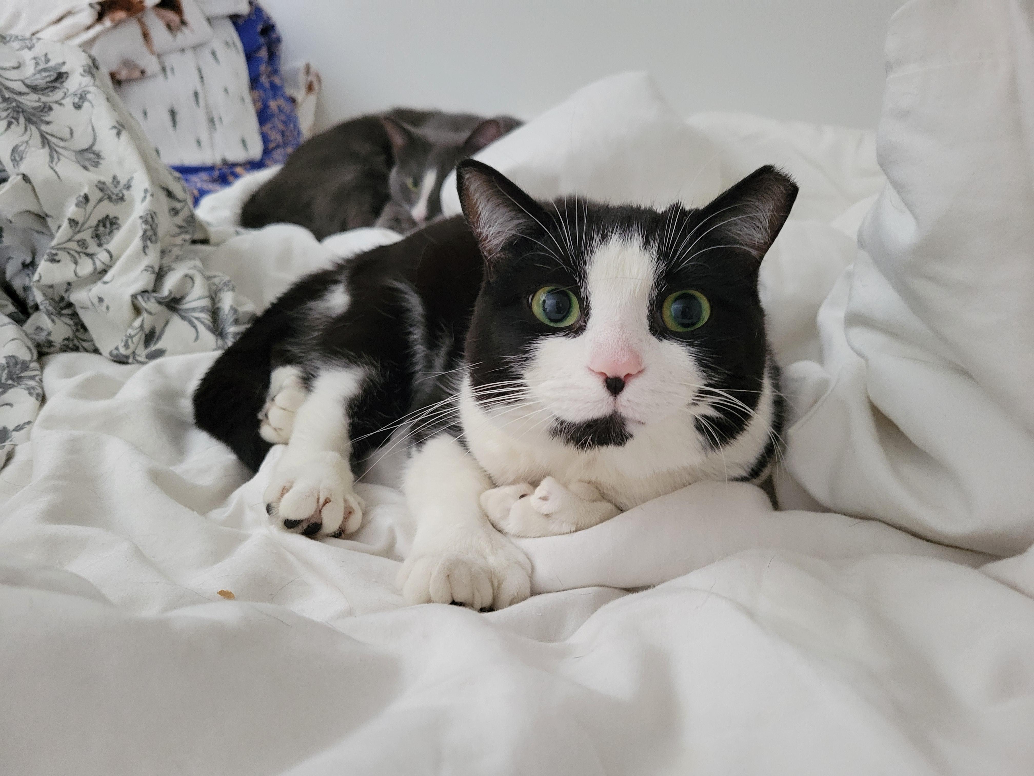 Enlarge Francesca Fingers, a ADOPTABLE Domestic Short Hair in Toronto, ON image 2/6