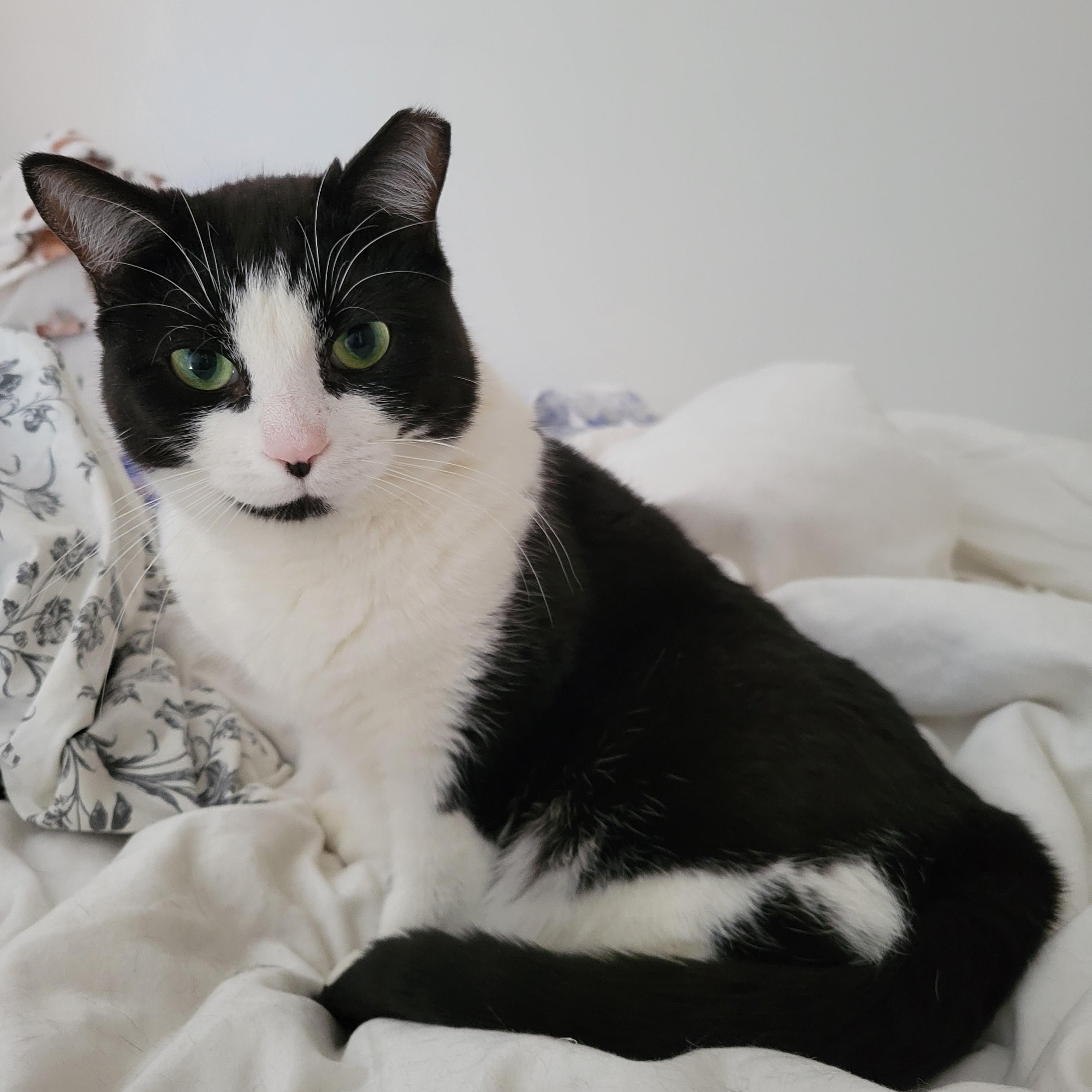 Francesca Fingers, ADOPTABLE, Adult Female Domestic Short Hair.