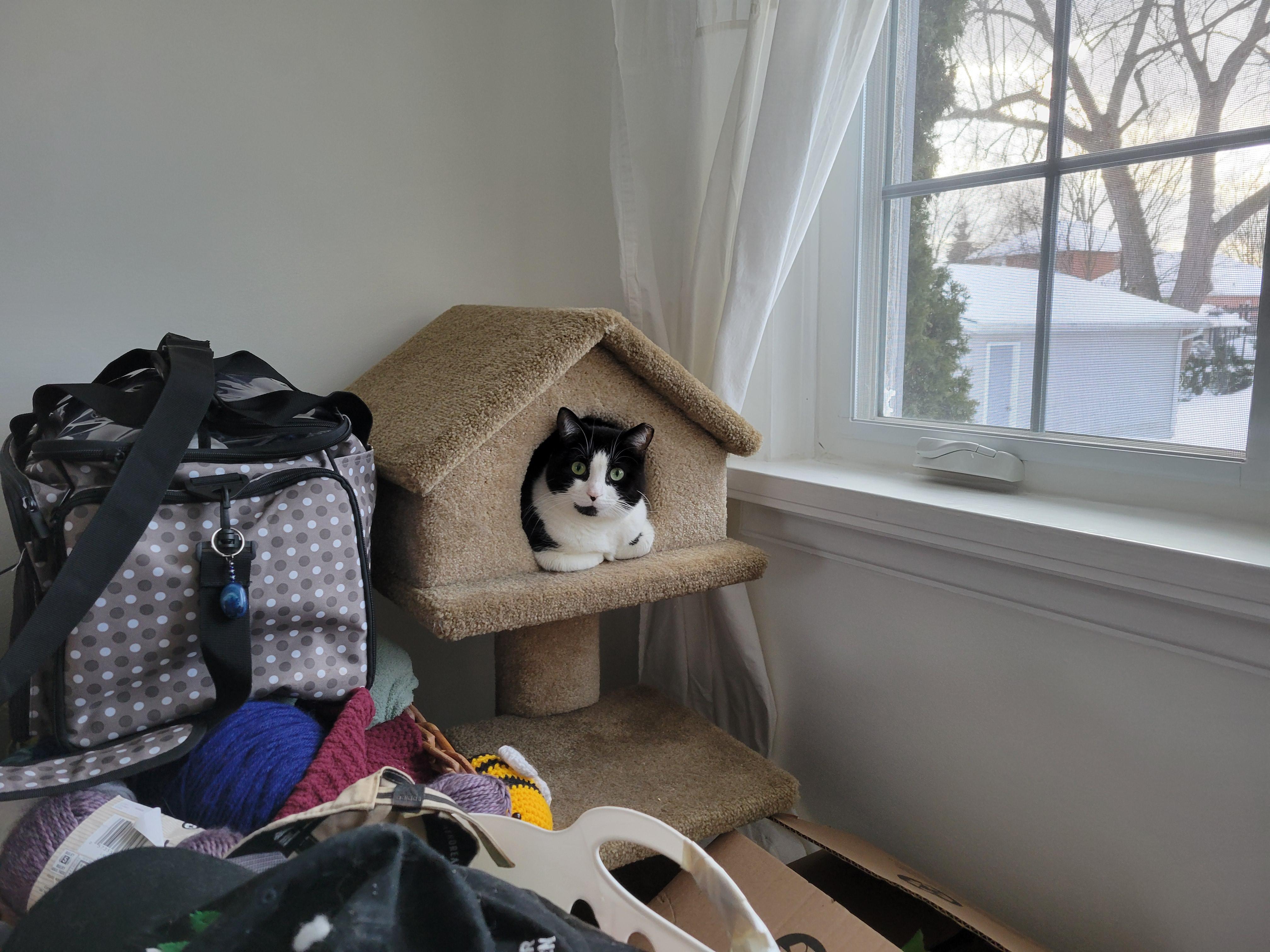 Enlarge Francesca Fingers, a ADOPTABLE Domestic Short Hair in Toronto, ON image 6/6