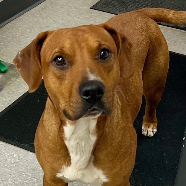 Nugget, a Adoptable mixed breed in Edinburg, VA image 1/2