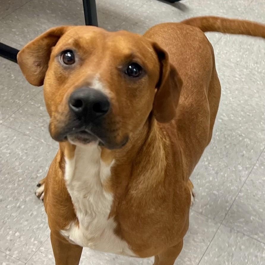 Nugget, a Adoptable mixed breed in Edinburg, VA image 2/2